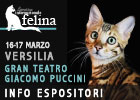 expo felina di Firenze 2023 - le prime info per gli espositori