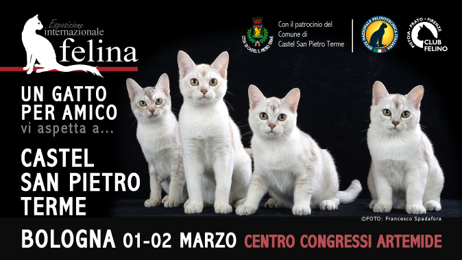 In arrivo l'esposizione felina di Bologna