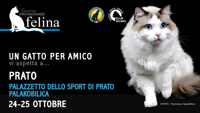 In arrivo l'esposizione felina di Prato