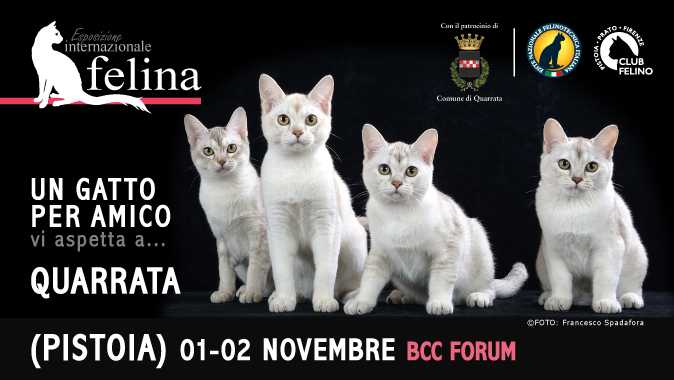 In arrivo l'esposizione felina di Quarrata (PT)